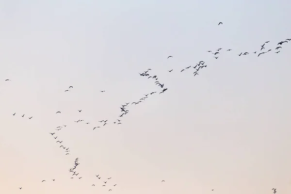 Un troupeau d'oiseaux au coucher du soleil — Photo