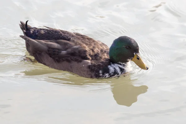 Pato nada no lago — Fotografia de Stock