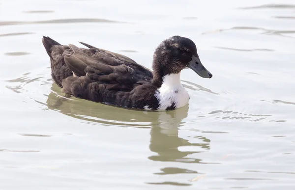 Pato nada en el lago —  Fotos de Stock