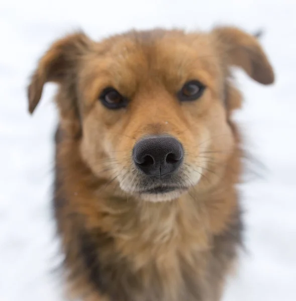 A téli természet kutya — Stock Fotó