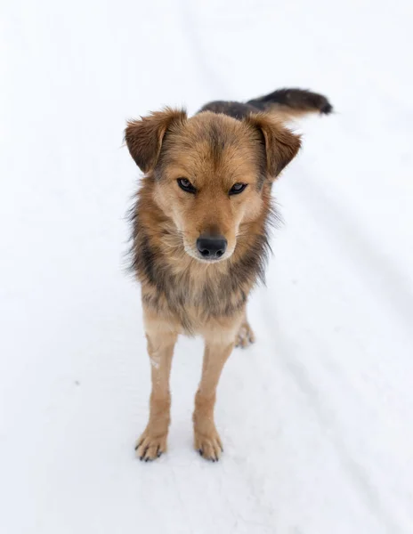 Cane sulla natura in inverno — Foto Stock