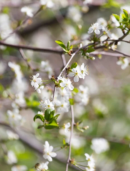 Fleurs blanches sur l'arbre dans la nature — Photo