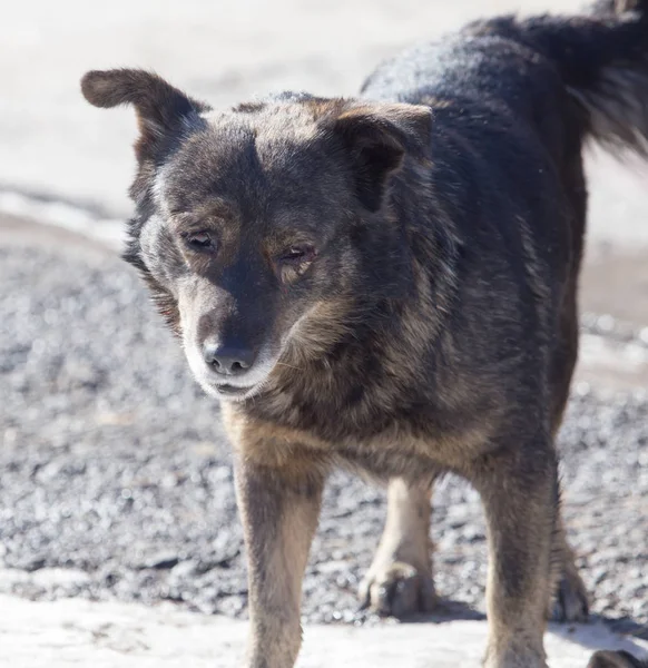 Un perro callejero en la naturaleza — Foto de Stock