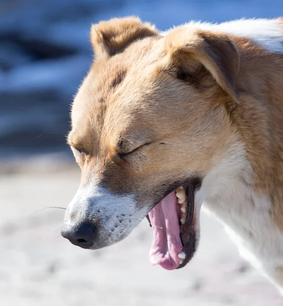 Perro bosteza en la naturaleza —  Fotos de Stock