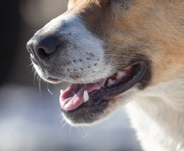 Собачий нос в природе — стоковое фото