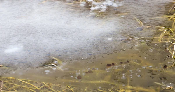 冰在沼泽作为背景 — 图库照片