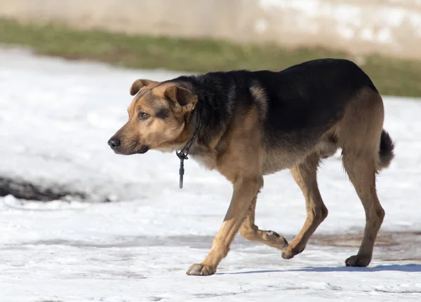 Hond op natuur in de winter — Stockfoto