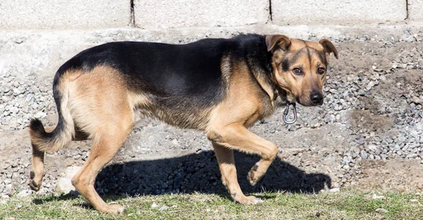 Un perro callejero en la naturaleza — Foto de Stock