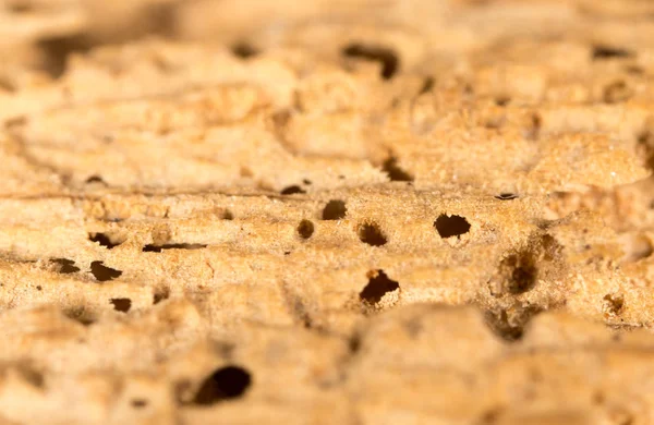 Ağaç kabuğu yemiş. Makro — Stok fotoğraf