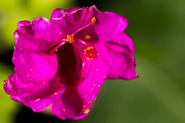 Polen en una flor roja. macro — Foto de Stock