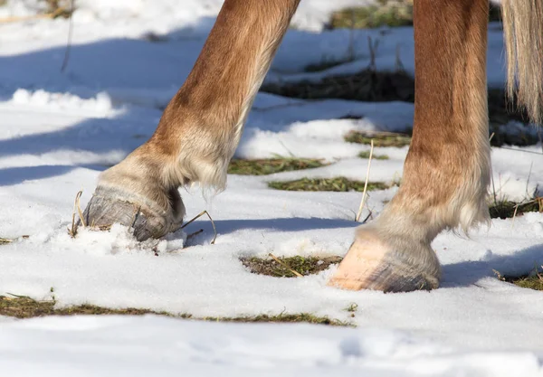 Hoeven van paarden in de winter — Stockfoto