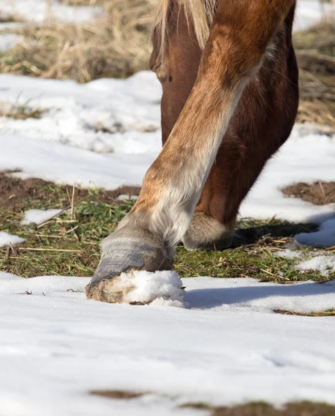 Hufe von Pferden im Winter — Stockfoto