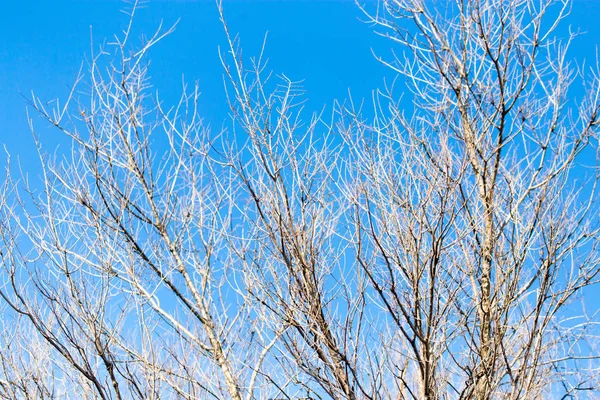 Mavi gökyüzüne karşı yapraksız ağaç dalları — Stok fotoğraf