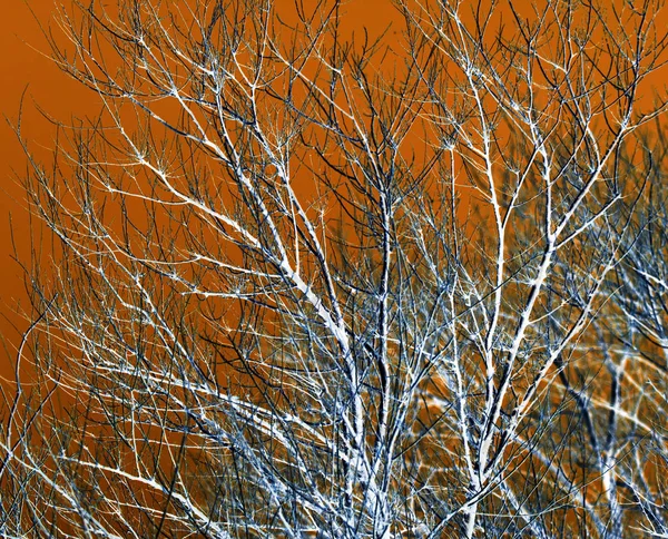 Ramas de árboles desnudos sobre un fondo naranja — Foto de Stock