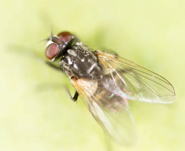 Fliegen auf einem grünen Blatt. Makro — Stockfoto