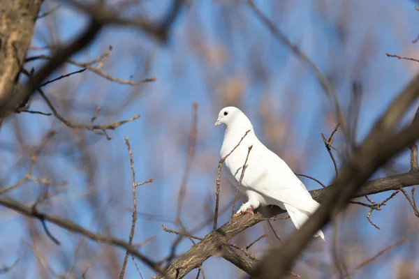 Άσπρο Περιστέρι πάνω στο δέντρο στη φύση — Φωτογραφία Αρχείου