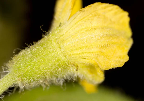 Flor de pepino en la naturaleza. macro —  Fotos de Stock