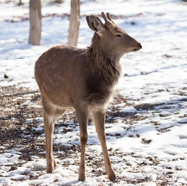 Kışın parkta geyik — Stok fotoğraf