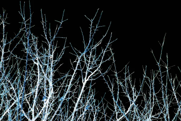 Rami nudi di un albero su uno sfondo nero — Foto Stock