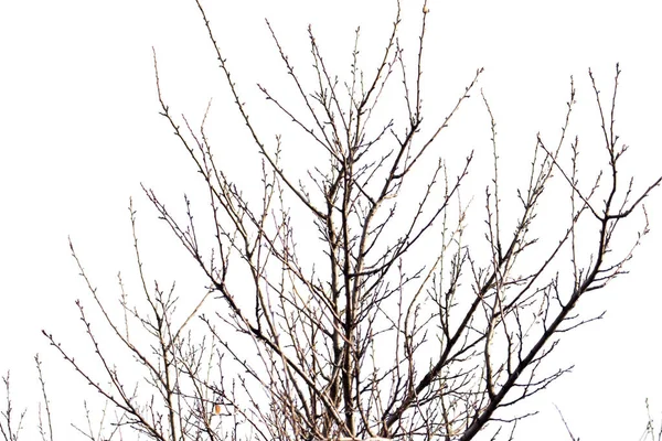 Ramas de árbol sobre un fondo blanco — Foto de Stock