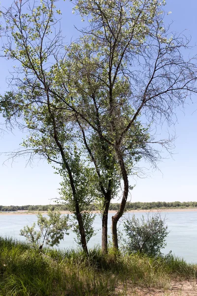 Árboles en el río Syr Darya. Kazajstán —  Fotos de Stock