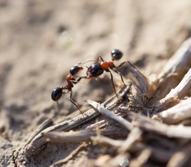 Karıncalar yere. Makro