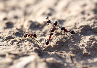 Karıncalar yere. Makro