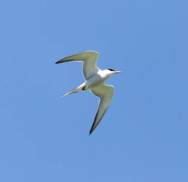 Mavi gökyüzünün arka planında bir martı