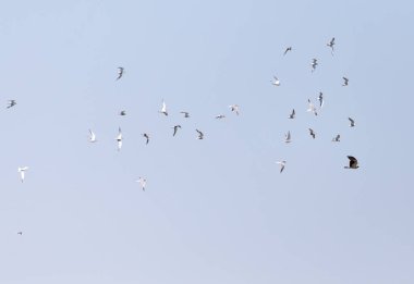 Kartal gökyüzünde üzerinde uçan martı
