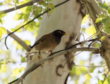 storno indiano sulla natura