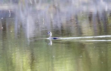 Göldeki vahşi ördek