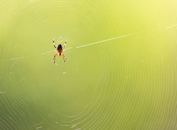 Spindel på en webb i naturen — Stockfoto