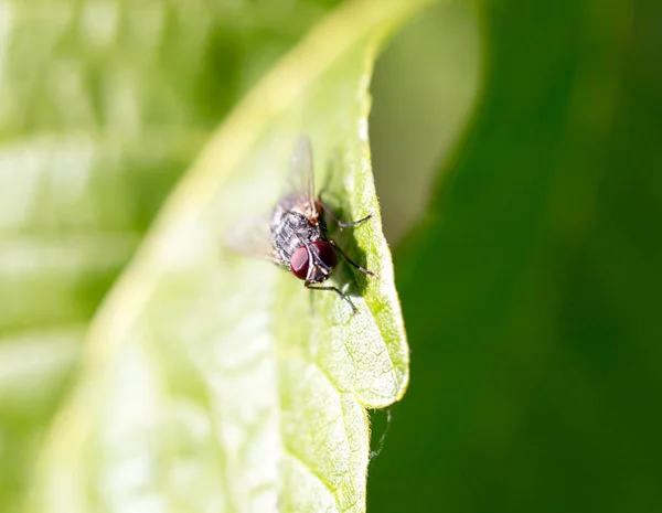 Volare su una foglia verde. macro — Foto Stock