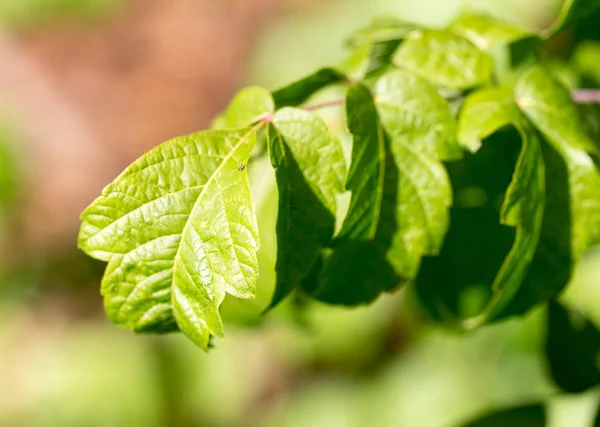 Green leaves on the tree — Stock Photo, Image