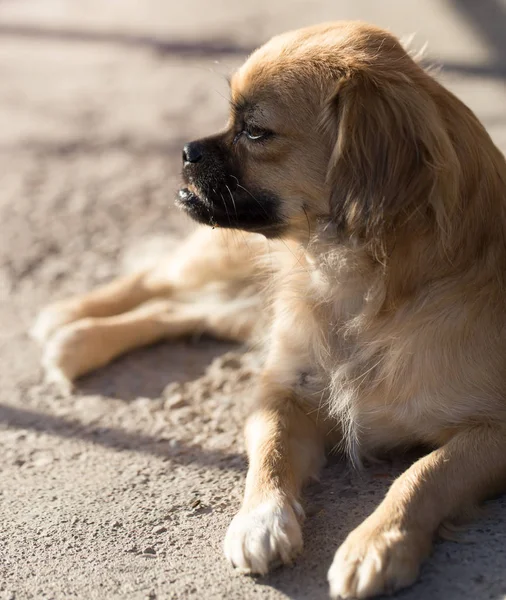 Hond portret in de natuur — Stockfoto