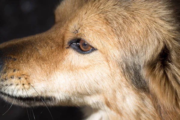 köpek portre doğada