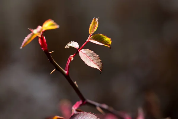 Hojas rojas en una planta — Foto de Stock