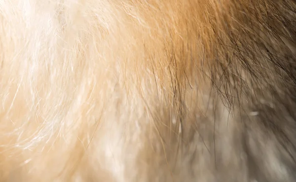 背景として犬の毛皮 — ストック写真