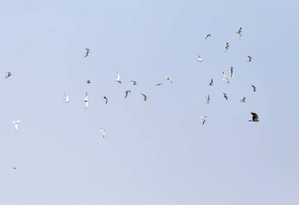 Zeemeeuw, vliegen over de arend in de hemel — Stockfoto