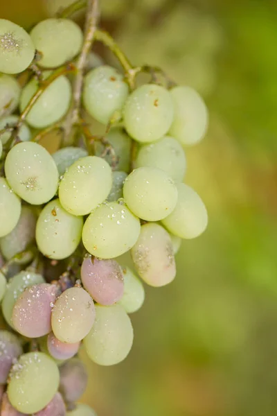 Uvas verdes maduras na natureza. macro — Fotografia de Stock