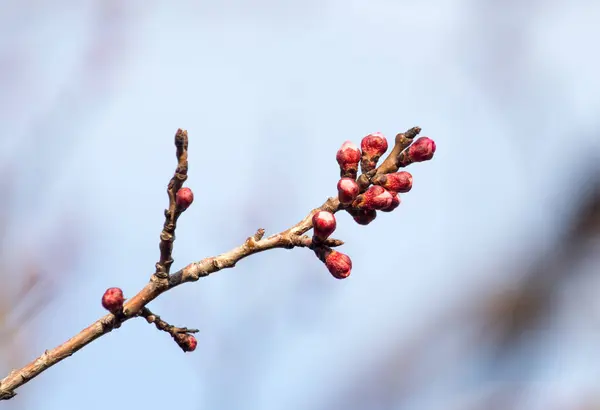 Gezwollen toppen met bloemen op een boom in het voorjaar — Stockfoto