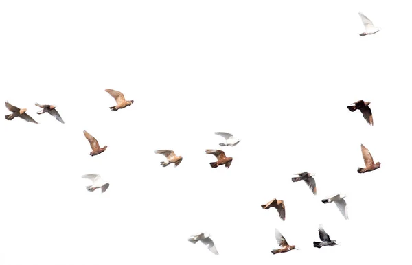Bandada de palomas sobre un fondo blanco — Foto de Stock