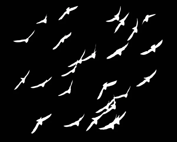 Silhouette einer Vogelschar auf schwarzem Hintergrund — Stockfoto