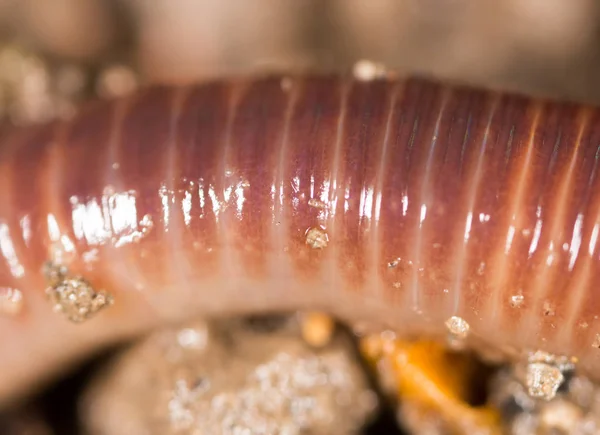 Red worm in the ground. macro Stock Picture