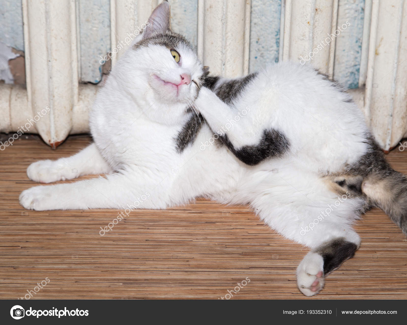 Cat Scratching Behind Ear toxoplasmosis