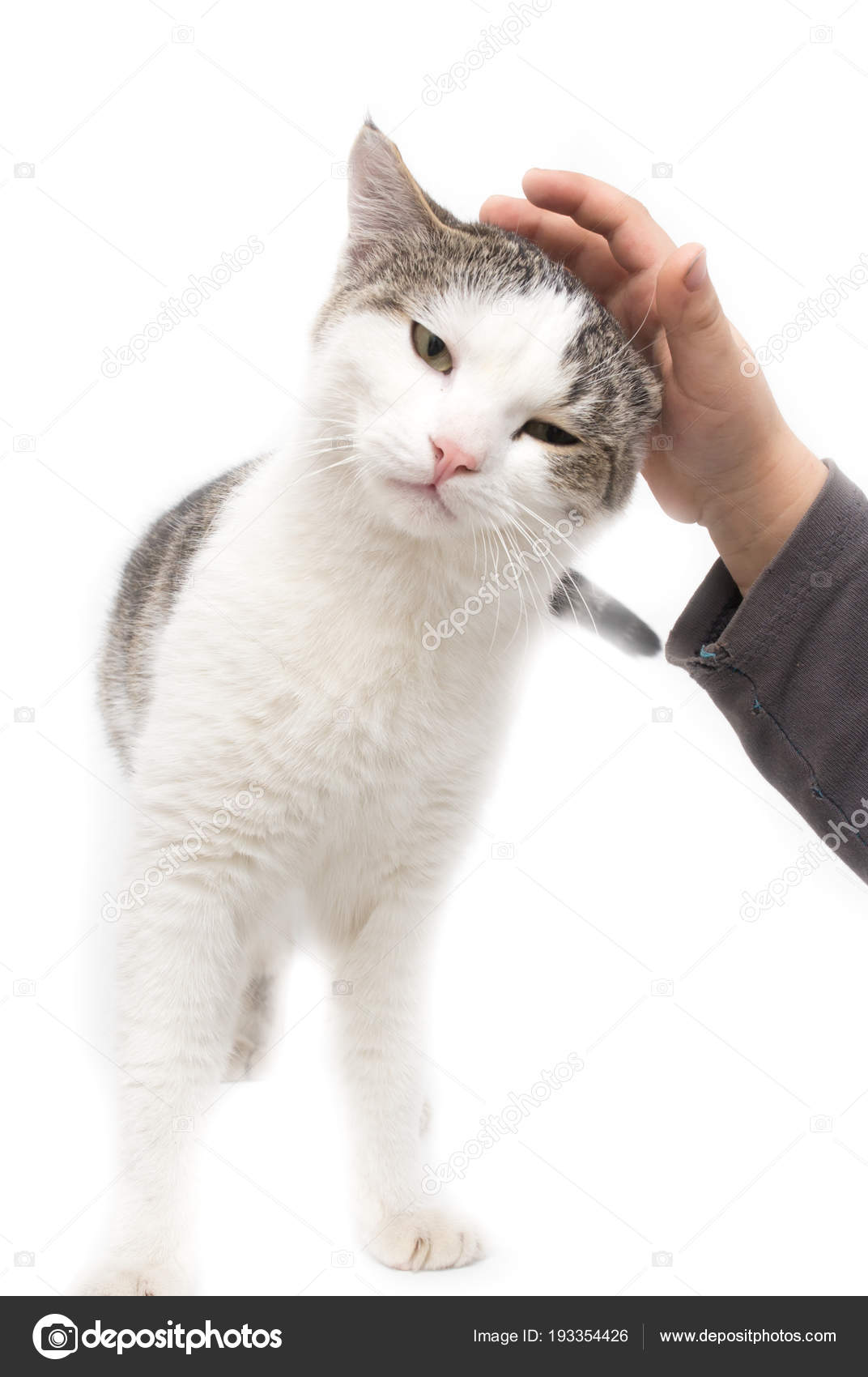 Fouine Chat Mains Sur Un Fond Blanc Image Libre De Droit Par Schankz C Fouine Chat Mains Sur Un Fond Blanc Image Libre De Droit Par Schankz C