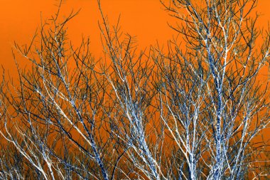 Turuncu bir arka plan üzerinde çıplak ağaç dalları