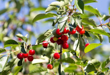 doğa kırmızı kiraz