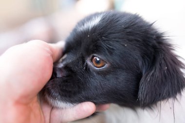 köpek gelincik doğanın el