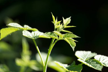 doğada yeşil Ahududu yaprakları